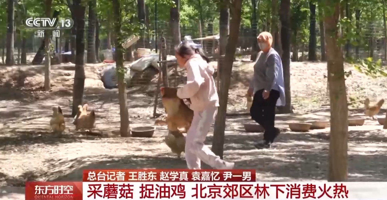 
上海第九人民医院黄牛号贩子票贩子代网上预约代挂号电话采蘑菇、捉油鸡 这个假期来京郊感受林间野趣