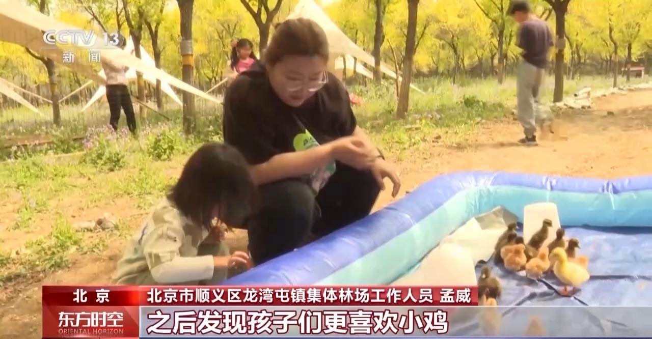 
上海第九人民医院黄牛号贩子票贩子代网上预约代挂号电话采蘑菇、捉油鸡 这个假期来京郊感受林间野趣