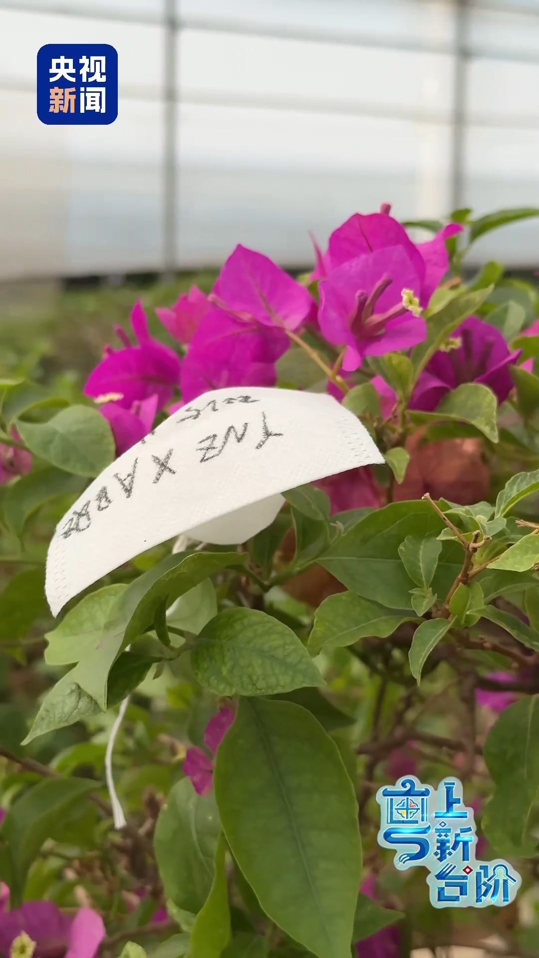 
广东省人民医院黄牛代挂号电话票贩子号贩子网上预约挂号,住院检查加快,“粤”上新台阶丨春天花会开 但什么花能开一年四季？