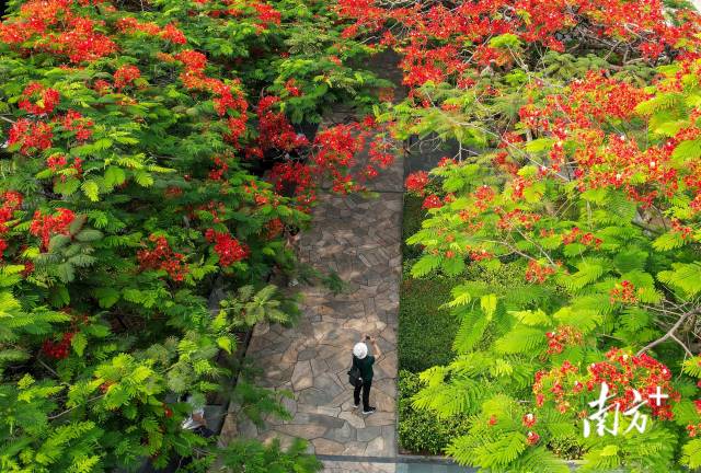 
天津各大医院黄牛代挂号电话票贩子号贩子网上预约挂号,住院检查加快,文化中国行·立夏 | 夏早日初长，南风草木香