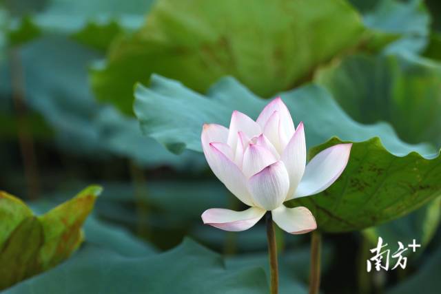 
天津各大医院黄牛代挂号电话票贩子号贩子网上预约挂号,住院检查加快,文化中国行·立夏 | 夏早日初长，南风草木香