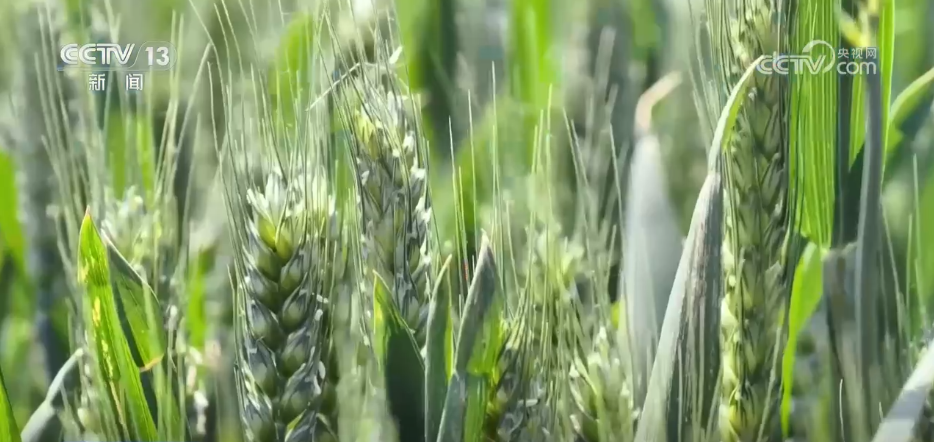 
浙江大学邵逸夫医院黄牛代挂号电话票贩子号贩子网上预约挂号,住院检查加快,“科技+”成为各地田管关键词 希望的田野按下农业生产“升级键”