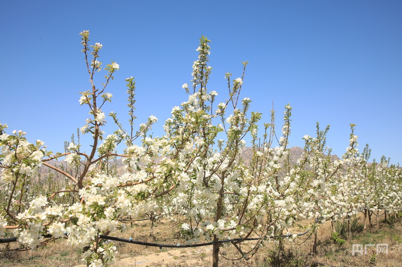 
杭州各大医院黄牛代挂号电话票贩子号贩子网上预约挂号,住院检查加快,高质量发展看中国｜一个村庄的生态逆袭与共富密码
