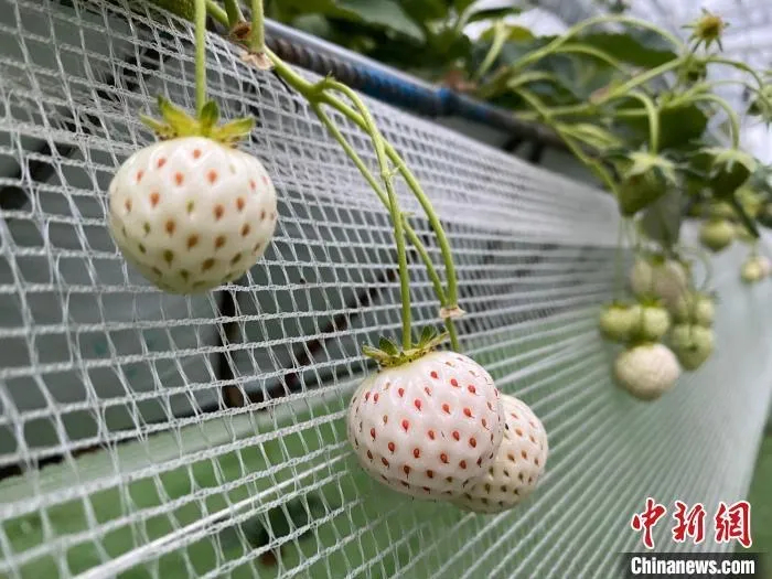 
杭州市富阳中医骨伤医院黄牛代挂号电话票贩子号贩子网上预约挂号,住院检查加快,人这一辈子，一定要去一趟合肥！