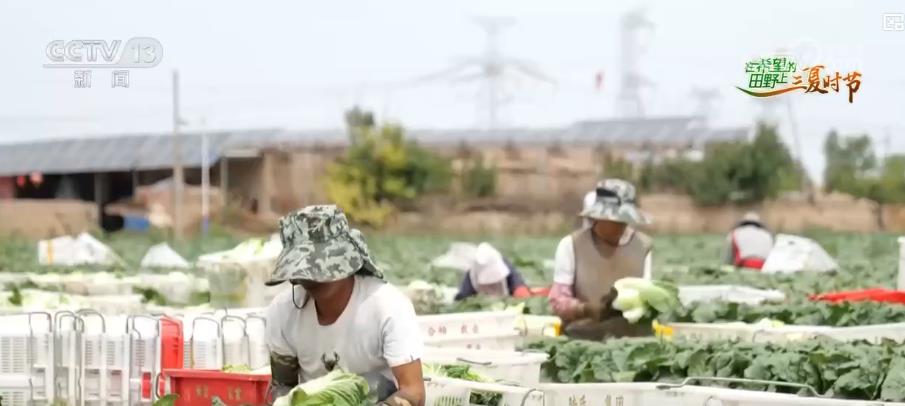 
南京各大医院黄牛代挂号电话票贩子号贩子网上预约挂号,住院检查加快,绿意盎然的“钱袋子”：高原夏菜成富民产业