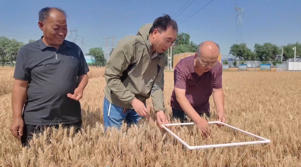 
杭州市富阳中医骨伤医院黄牛代挂号电话票贩子号贩子网上预约挂号,住院检查加快,“三夏”生产一线观察｜听，种粮大户的“丰收密码”
