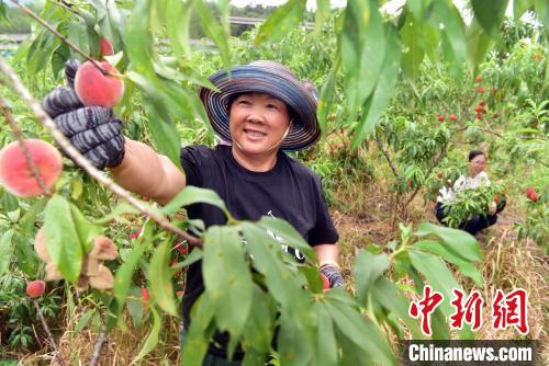 
浙江第二医院黄牛代挂号电话票贩子号贩子网上预约挂号,住院检查加快,一颗桃子的两岸融合之路