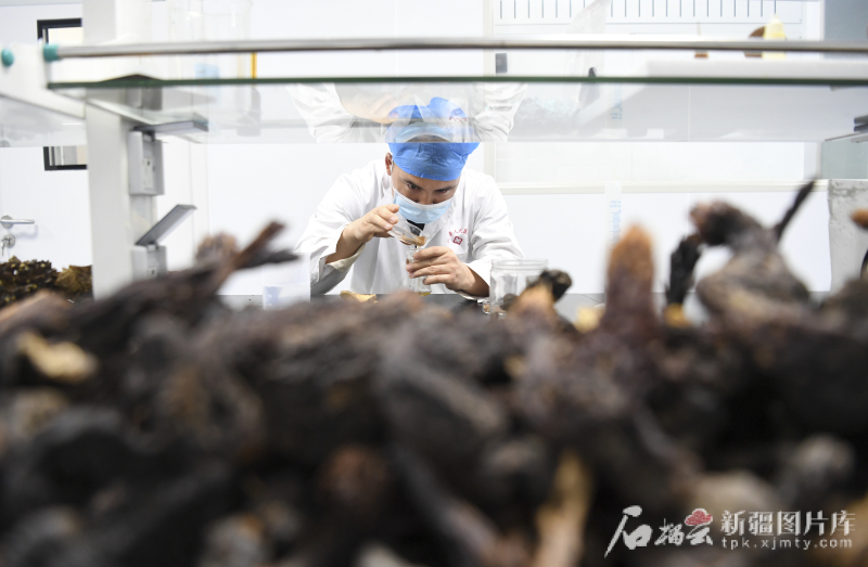 
南京脑科医院黄牛代挂号电话票贩子号贩子网上预约挂号,住院检查加快,环着沙漠看新疆丨沙漠植物变“护肤宝贝”