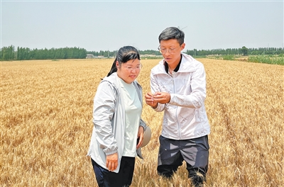 
北京儿研所黄牛代挂号电话票贩子号贩子网上预约挂号,住院检查加快,用上小麦新品种，盐碱地亩产超1200斤（经济聚焦·夏收里的“新选手”）