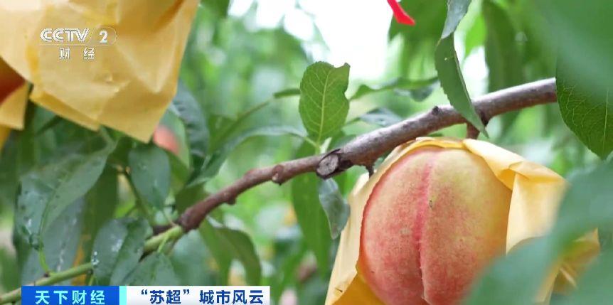 
北京302医院黄牛代挂号电话票贩子号贩子网上预约挂号,住院检查加快,“苏超”带火阳山水蜜桃 江苏无锡将赛事流量变“甜蜜增量”
