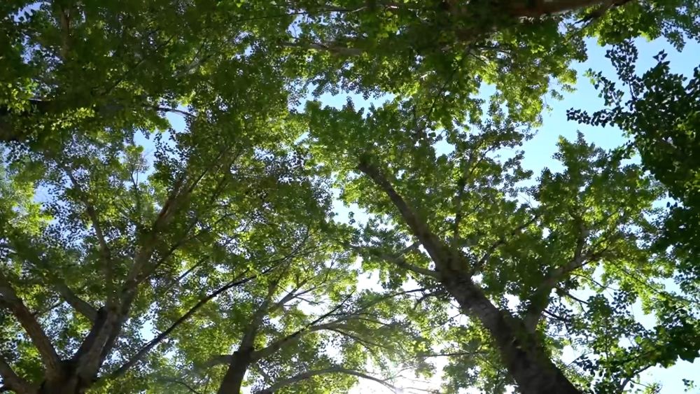 
北京妇产医院黄牛代挂号电话票贩子号贩子网上预约挂号,住院检查加快,微视频｜为了心中那一抹绿色