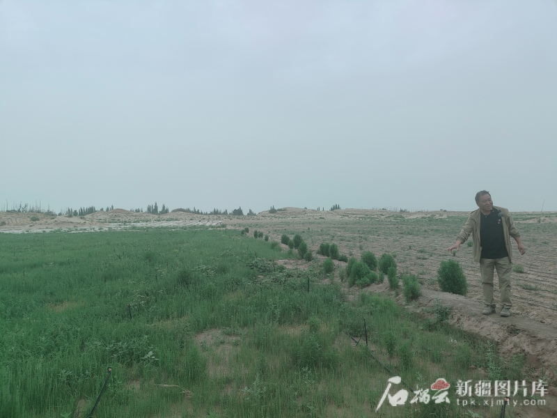 
中国人民解放军总医院黄牛代挂号电话票贩子号贩子网上预约挂号,住院检查加快,环着沙漠看新疆丨从315亩试验林到2400亩绿洲 一个南疆村庄的治沙记
