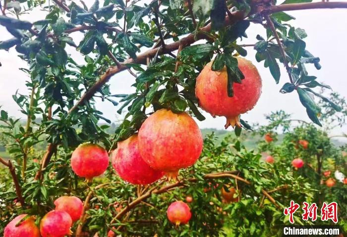 
北京中日友好医院黄牛代挂号电话票贩子号贩子网上预约挂号,住院检查加快,多年坚守 新疆沙漠边缘“种出”富民石榴产业