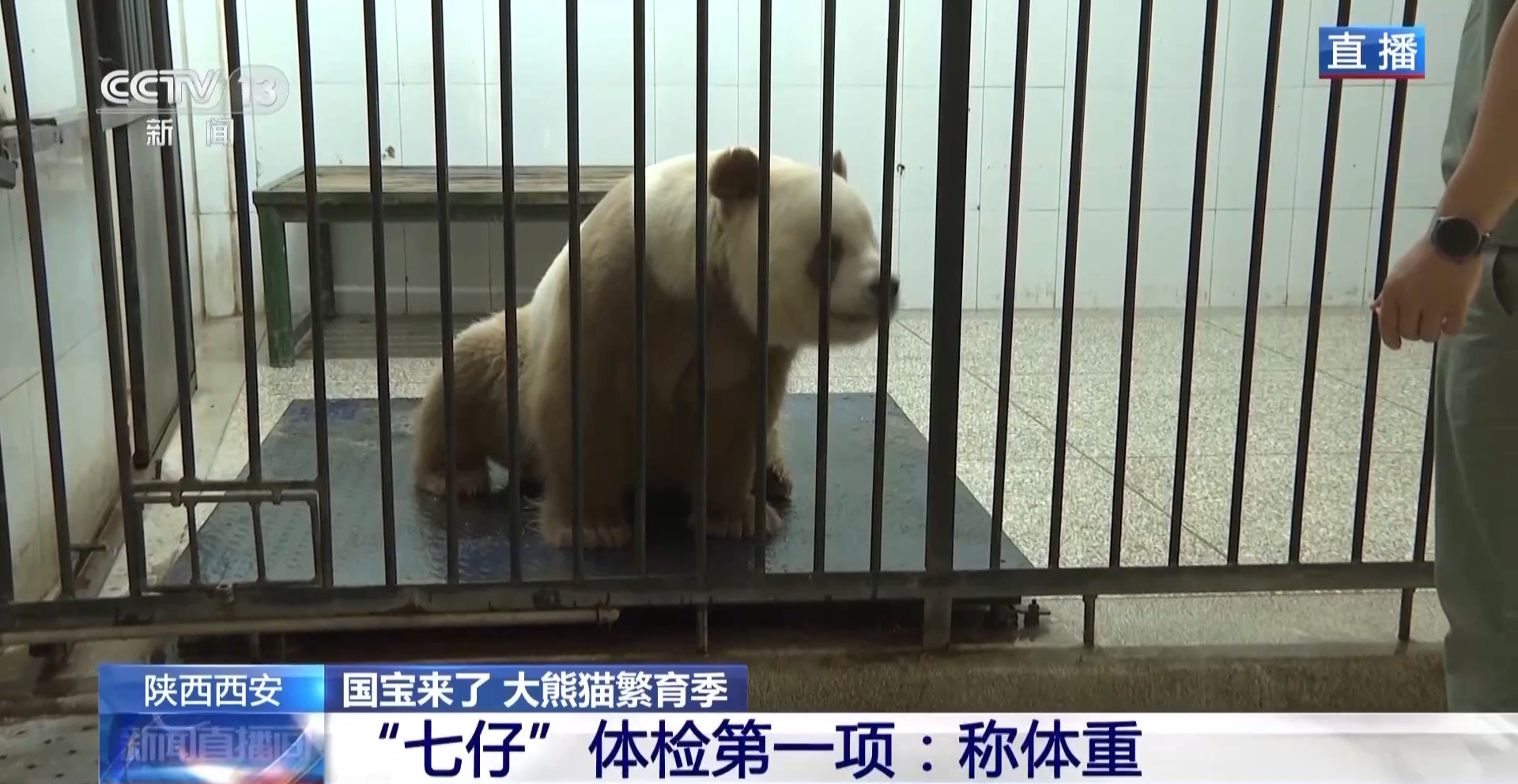 
杭州市七医院黄牛代挂号电话票贩子号贩子网上预约挂号,住院检查加快,大熊猫体检都查啥？有请模范生“七仔”给大家做个示范