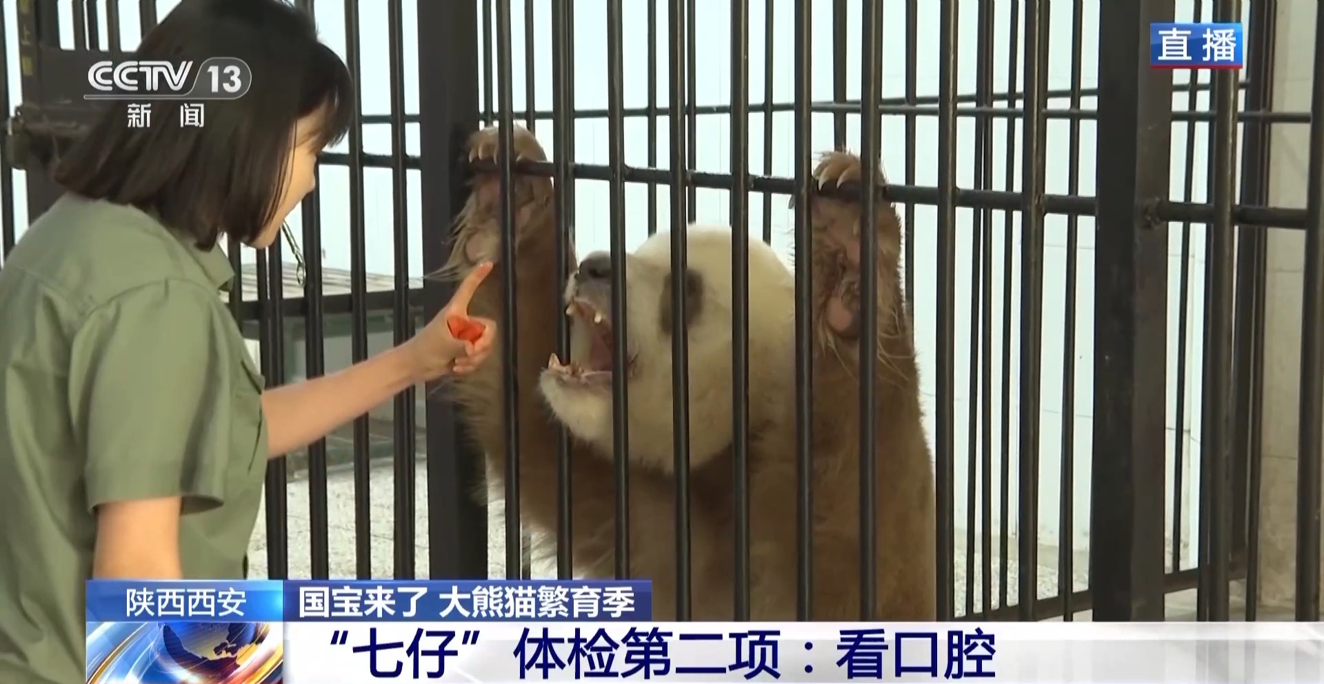 
杭州市七医院黄牛代挂号电话票贩子号贩子网上预约挂号,住院检查加快,大熊猫体检都查啥？有请模范生“七仔”给大家做个示范