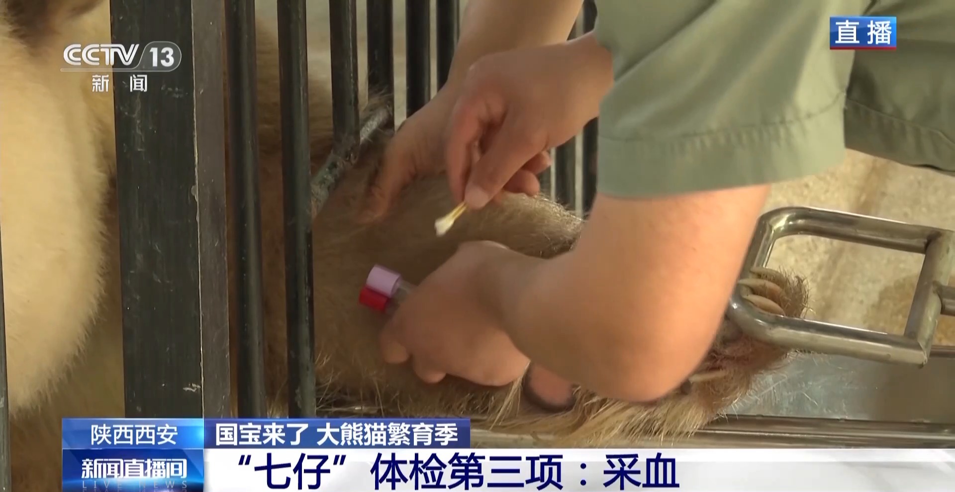 
杭州市七医院黄牛代挂号电话票贩子号贩子网上预约挂号,住院检查加快,大熊猫体检都查啥？有请模范生“七仔”给大家做个示范