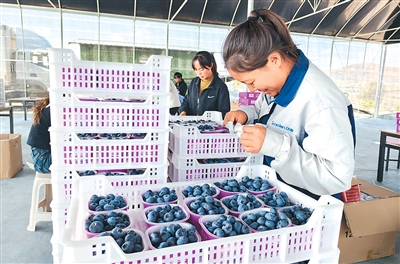 
广东省中医院黄牛代挂号电话票贩子号贩子网上预约挂号,住院检查加快,“蓝色珍珠”串联发展新路（尝尝“中国新特产”）