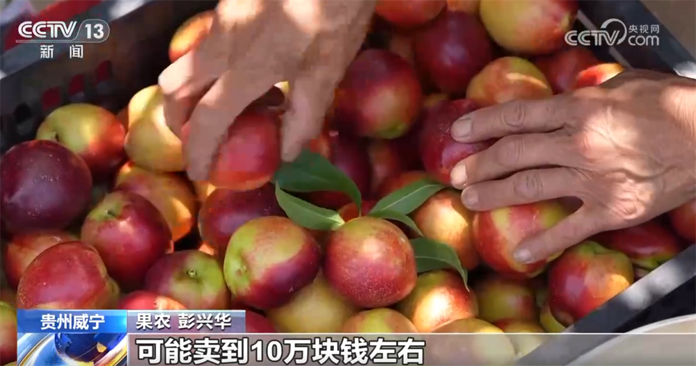 
成都华西医院黄牛代挂号电话票贩子号贩子网上预约挂号,住院检查加快,早熟水果抢“鲜”上市“钱”景好 特色产业绘就乡村振兴新画卷