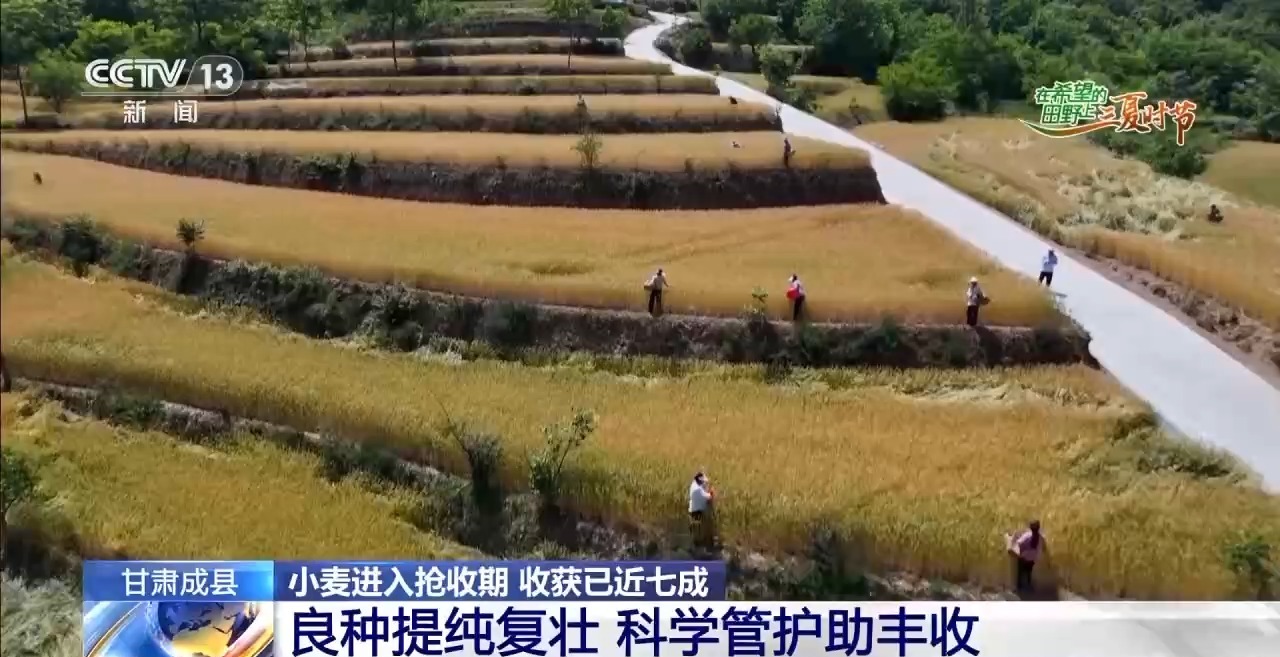 
杭州中医院黄牛代挂号电话票贩子号贩子网上预约挂号,住院检查加快,一看二数三称重四“统一” 解锁层层梯田上小麦的丰收密码