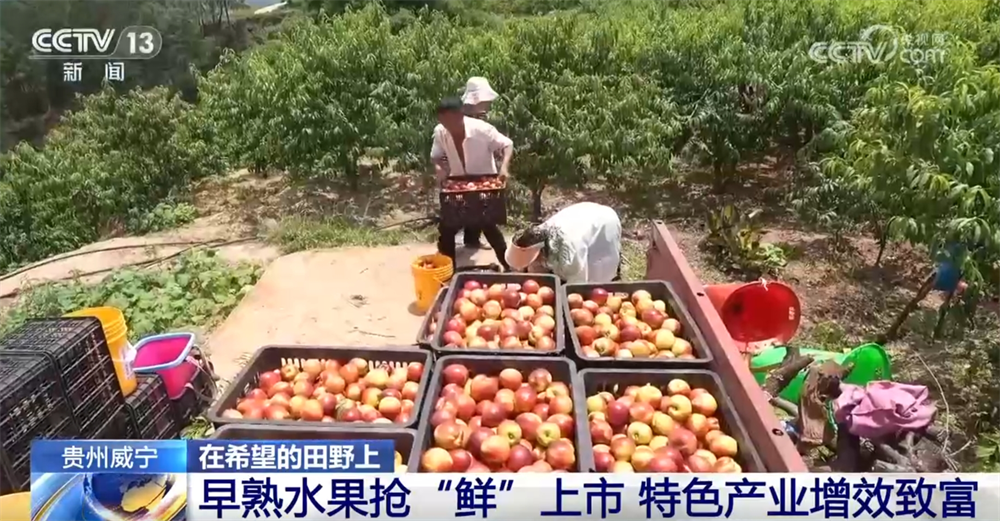 
成都华西医院黄牛代挂号电话票贩子号贩子网上预约挂号,住院检查加快,早熟水果抢“鲜”上市“钱”景好 特色产业绘就乡村振兴新画卷
