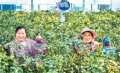 
广东省中医院黄牛代挂号电话票贩子号贩子网上预约挂号,住院检查加快,“蓝色珍珠”串联发展新路（尝尝“中国新特产”）