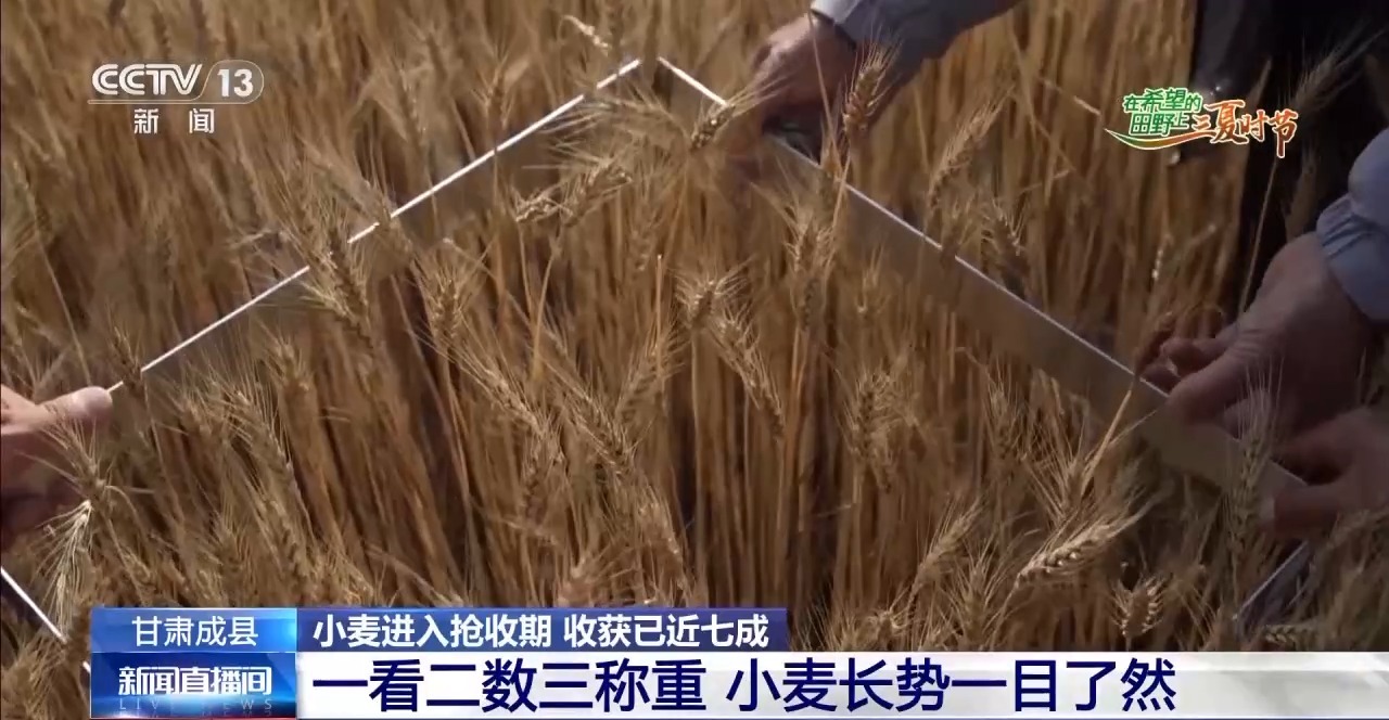 
杭州中医院黄牛代挂号电话票贩子号贩子网上预约挂号,住院检查加快,一看二数三称重四“统一” 解锁层层梯田上小麦的丰收密码