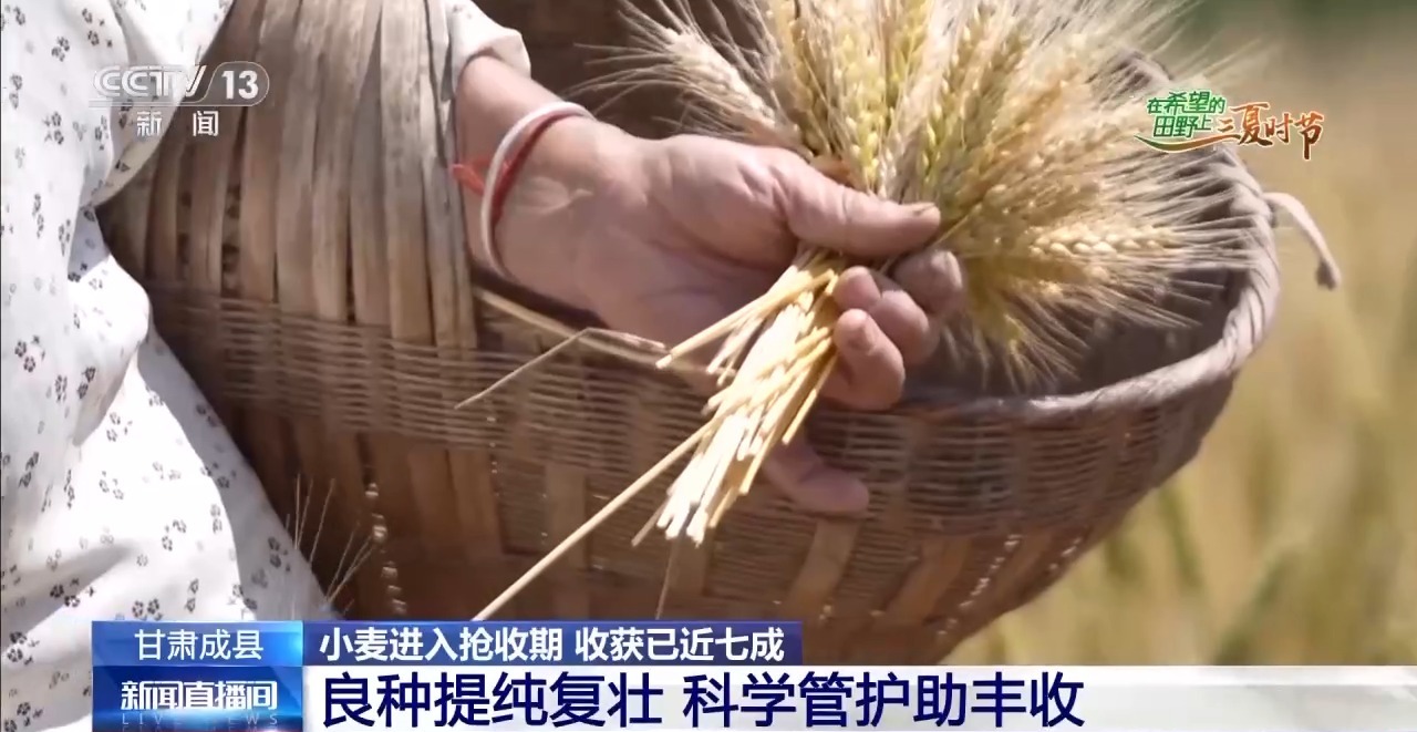 
杭州中医院黄牛代挂号电话票贩子号贩子网上预约挂号,住院检查加快,一看二数三称重四“统一” 解锁层层梯田上小麦的丰收密码