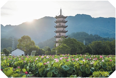 
广州中山眼科医院黄牛代挂号电话票贩子号贩子网上预约挂号,住院检查加快,荷花产业助致富（侨乡新貌）