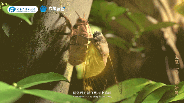 
广州口腔医院黄牛代挂号电话票贩子号贩子网上预约挂号,住院检查加快,何以中国丨中国节气·夏至