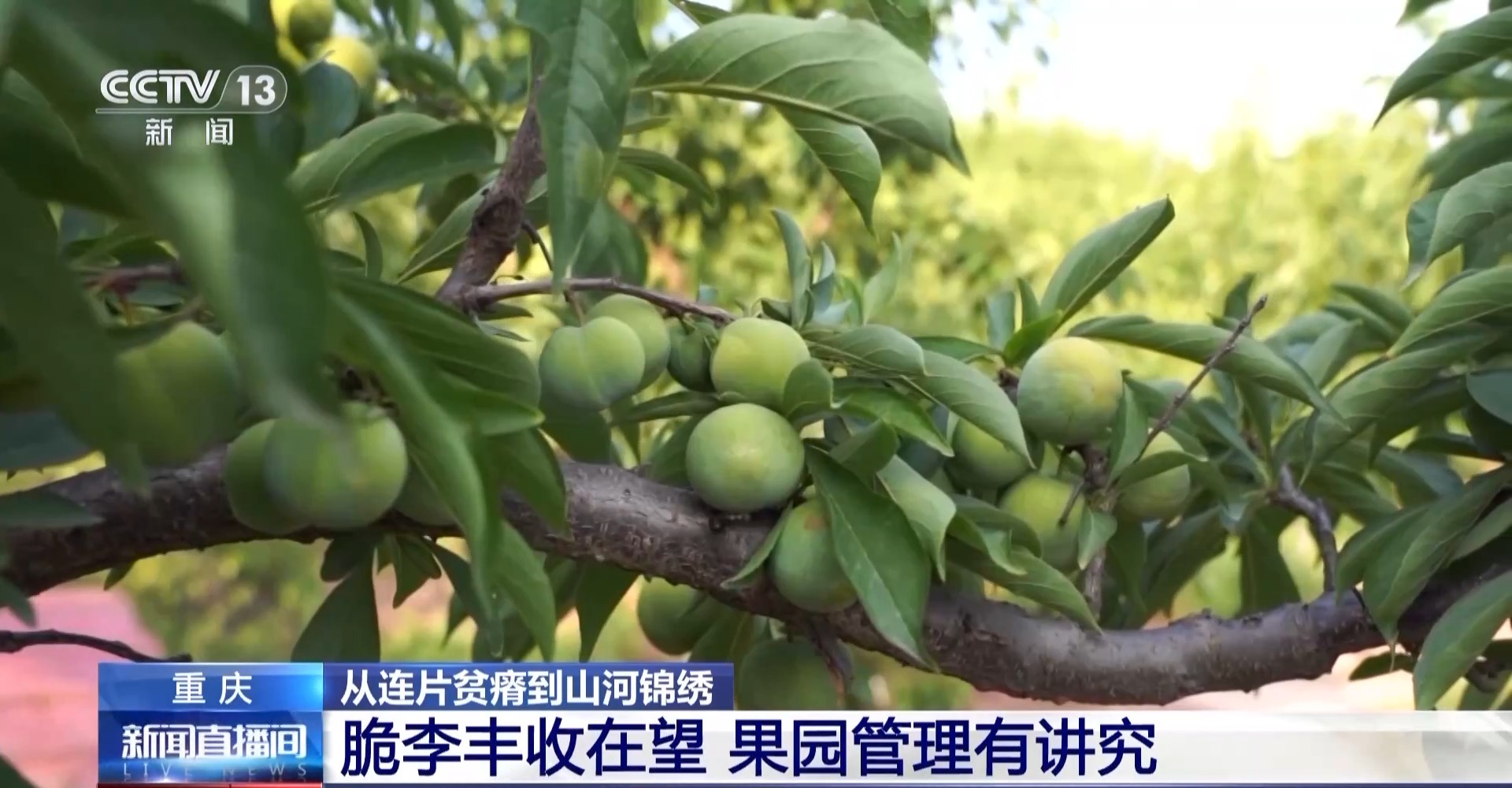 
上海仁济医院黄牛代挂号电话票贩子号贩子网上预约挂号,住院检查加快,从连片贫瘠到山河锦绣 这些地方依靠产业扶贫走上致富路