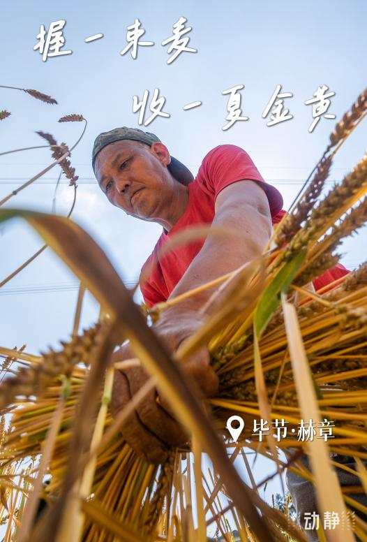 
中国中医科学院广安门医院黄牛代挂号电话票贩子号贩子网上预约挂号,住院检查加快,勤劳迎夏至，奋斗绘“丰”景