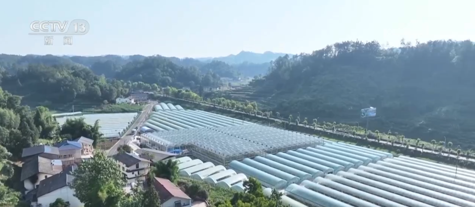 
上海新华医院黄牛代挂号电话票贩子号贩子网上预约挂号,住院检查加快,粮满仓、果飘香 希望的田野“智”绘三夏好“丰”光