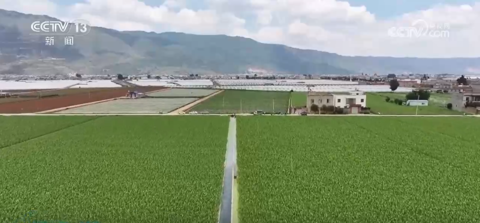 
上海新华医院黄牛代挂号电话票贩子号贩子网上预约挂号,住院检查加快,粮满仓、果飘香 希望的田野“智”绘三夏好“丰”光