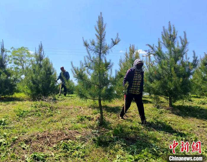 
北京朝阳医院黄牛代挂号电话票贩子号贩子网上预约挂号,住院检查加快,（乡村行·看振兴）吉林辉南荒山变“绿色银行” 绿水青山有“钱景”