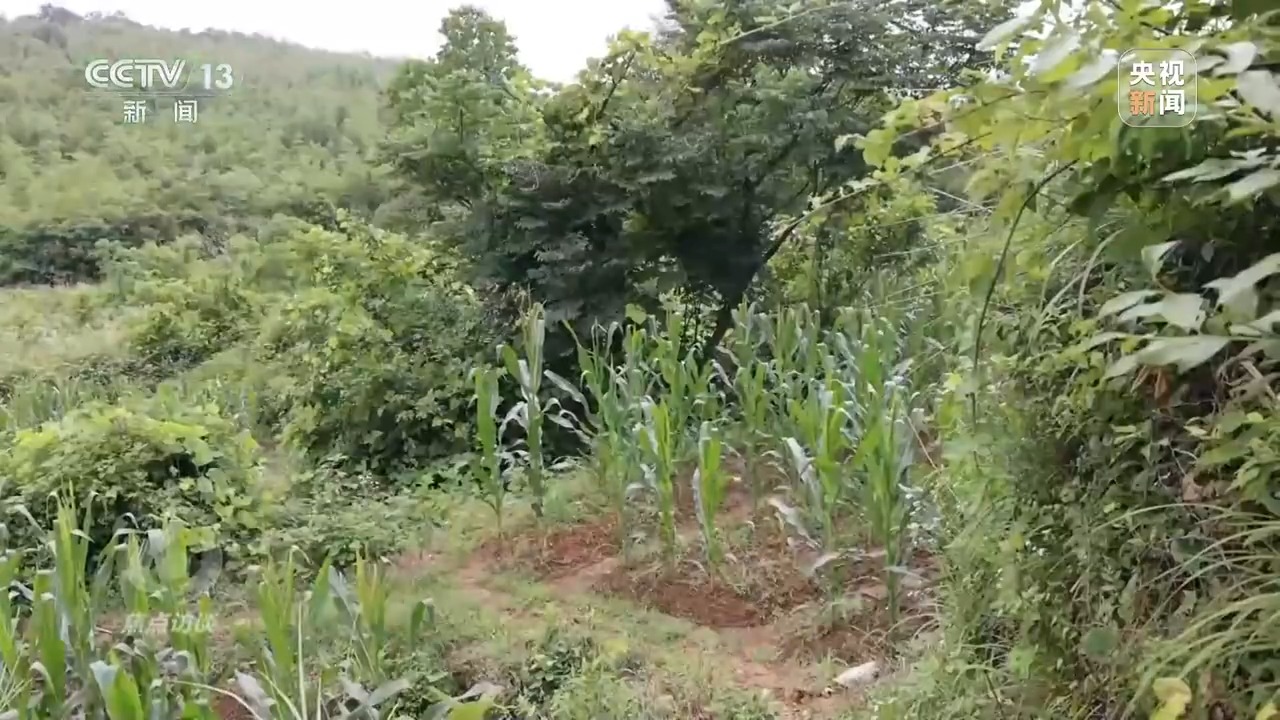 
上海各大医院黄牛代挂号电话票贩子号贩子网上预约挂号,住院检查加快,焦点访谈丨如何端稳中国饭碗 构建田美、粮安、村兴的和美景象？
