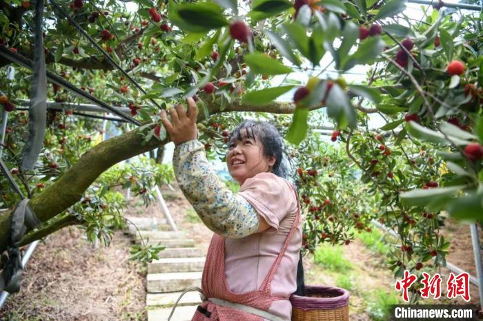 
北京儿研所黄牛代挂号电话票贩子号贩子网上预约挂号,住院检查加快,（乡村行·看振兴）浙江乡村：时令果蔬迎丰收 “甜蜜经济”促振兴