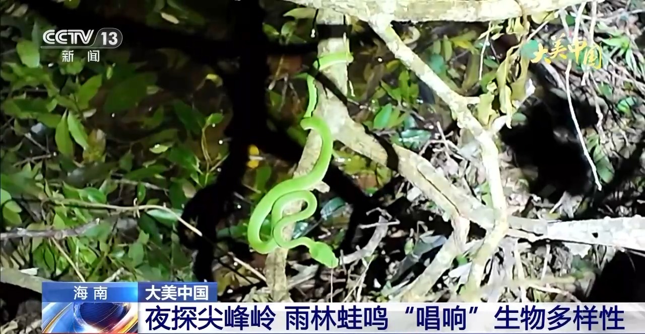 
首都医科大学附属北京胸科医院黄牛代挂号电话票贩子号贩子网上预约挂号,住院检查加快,夜探尖峰岭 雨林蛙鸣“唱响”生物多样性