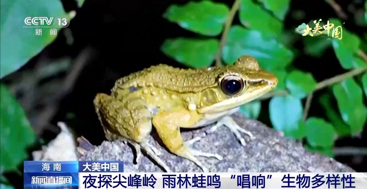 
首都医科大学附属北京胸科医院黄牛代挂号电话票贩子号贩子网上预约挂号,住院检查加快,夜探尖峰岭 雨林蛙鸣“唱响”生物多样性