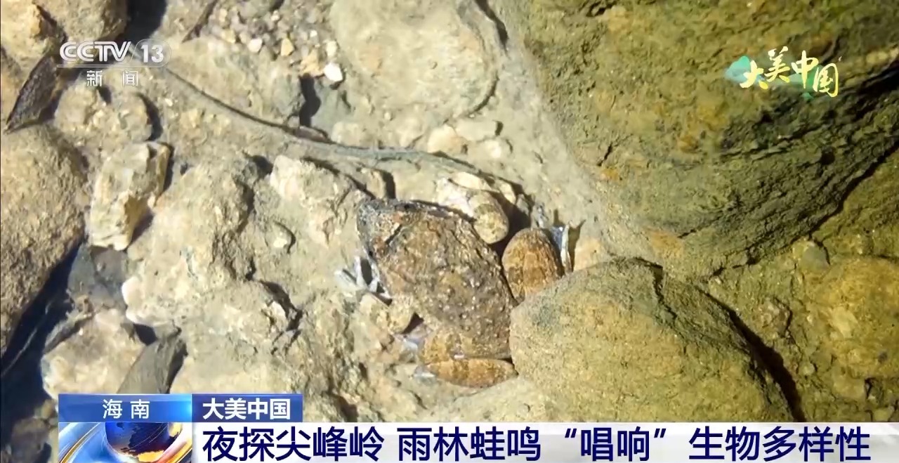 
首都医科大学附属北京胸科医院黄牛代挂号电话票贩子号贩子网上预约挂号,住院检查加快,夜探尖峰岭 雨林蛙鸣“唱响”生物多样性