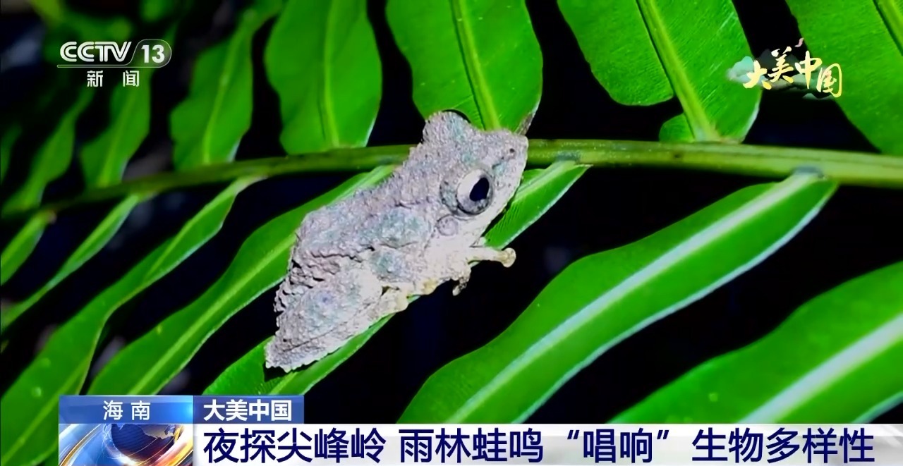 
首都医科大学附属北京胸科医院黄牛代挂号电话票贩子号贩子网上预约挂号,住院检查加快,夜探尖峰岭 雨林蛙鸣“唱响”生物多样性