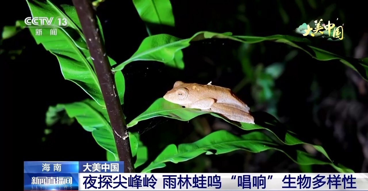 
首都医科大学附属北京胸科医院黄牛代挂号电话票贩子号贩子网上预约挂号,住院检查加快,夜探尖峰岭 雨林蛙鸣“唱响”生物多样性