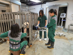 
北京协和医院黄牛代挂号电话票贩子号贩子网上预约挂号,住院检查加快,澳门贺大熊猫“健健”“康康”九岁生日