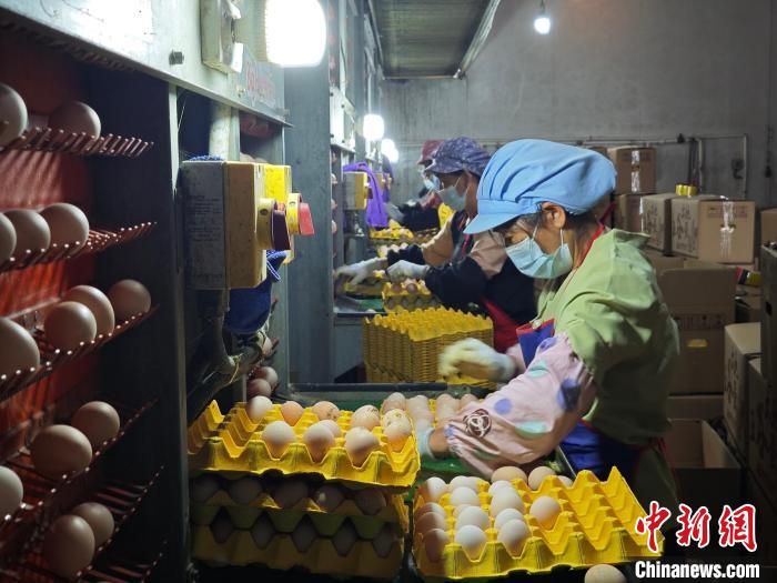 
浙江省同德医院黄牛代挂号电话票贩子号贩子网上预约挂号,住院检查加快,（乡村行·看振兴）江西赣县小鸡蛋“孵”出乡村振兴大产业