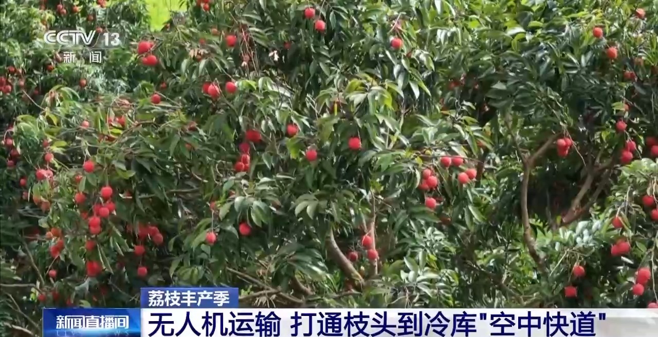 
上海眼耳鼻喉科医院黄牛代挂号电话票贩子号贩子网上预约挂号,住院检查加快,从岭南枝头到全球餐桌 广东荔枝解锁“四季鲜”密码→