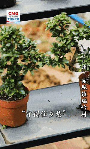 
南京儿童医院黄牛代挂号电话票贩子号贩子网上预约挂号,住院检查加快,勇立潮头大湾区丨百年盆景村破圈记