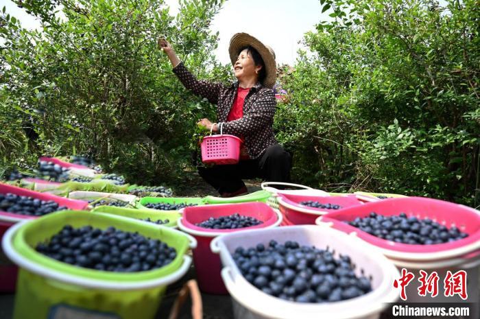 
北医六院黄牛代挂号电话票贩子号贩子网上预约挂号,住院检查加快,（乡村行·看振兴）江西靖安“小”浆果助绘乡村振兴“莓”好“蓝”图