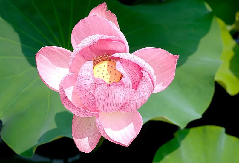 
北大第一医院黄牛代挂号电话票贩子号贩子网上预约挂号,住院检查加快,今日17时57分，迎芒种