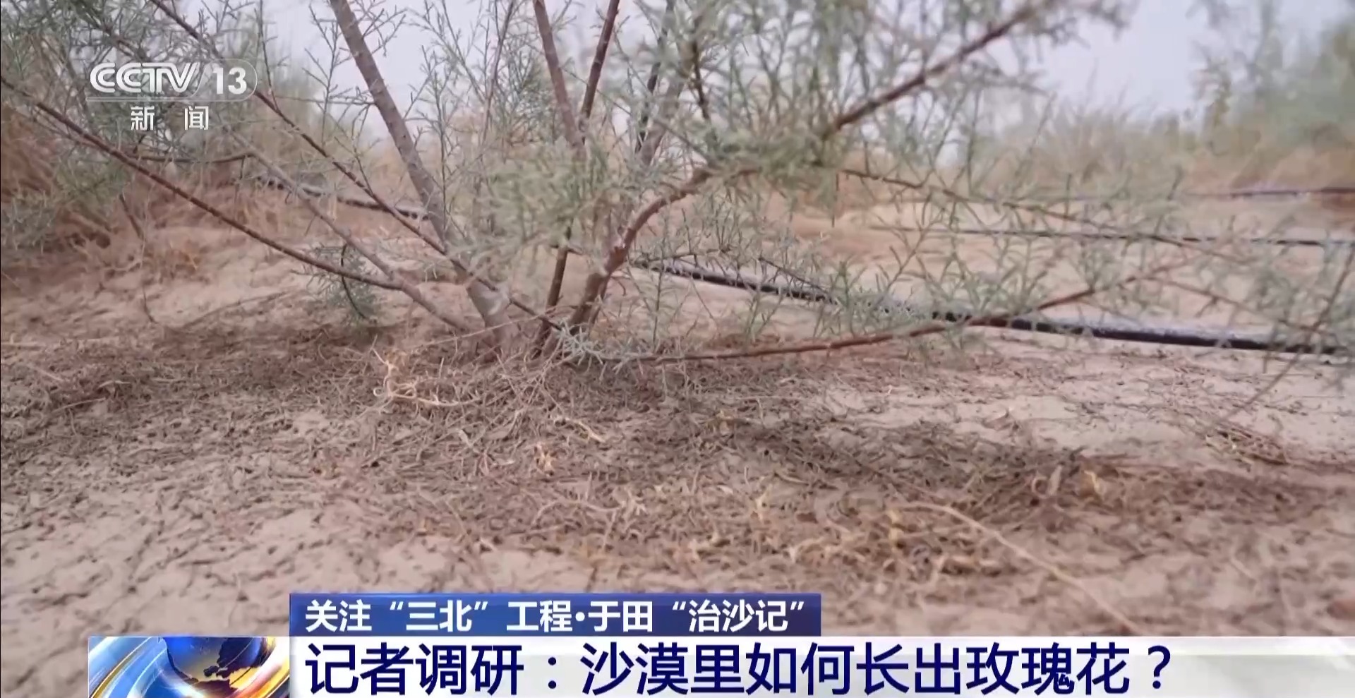 
北京301医院黄牛代挂号电话票贩子号贩子网上预约挂号,住院检查加快,“点沙成金” 玫瑰征服塔克拉玛干 村民日入千元