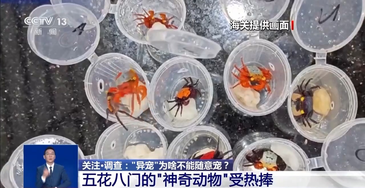 
山东大学齐鲁医院黄牛代挂号电话票贩子号贩子网上预约挂号,住院检查加快,@铲屎官们 养“异宠”或危害国家安全 这些行为违法了