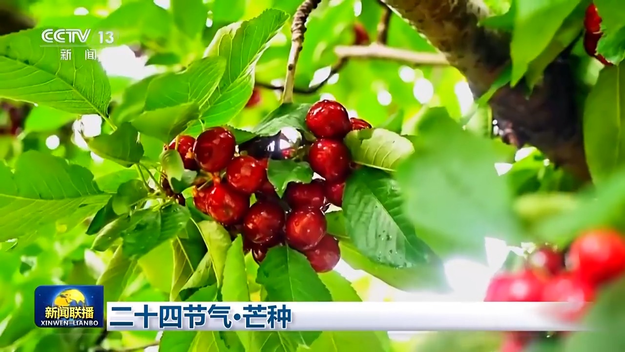 
首都医科大学附属儿童医院黄牛代挂号电话票贩子号贩子网上预约挂号,住院检查加快,文化中国行丨二十四节气·芒种 “芒”有所获 “种”有所得